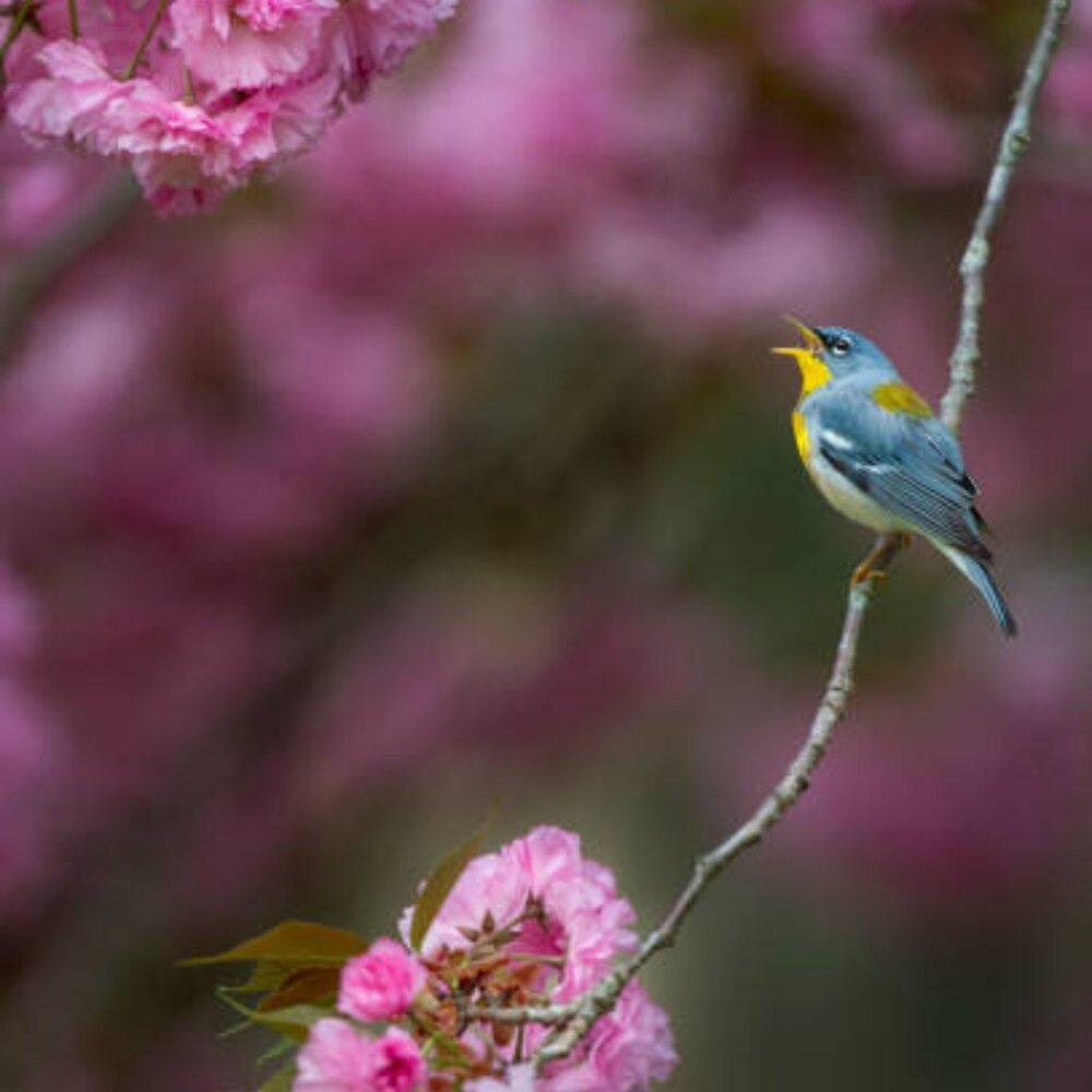 Meet your Posher, Serenity